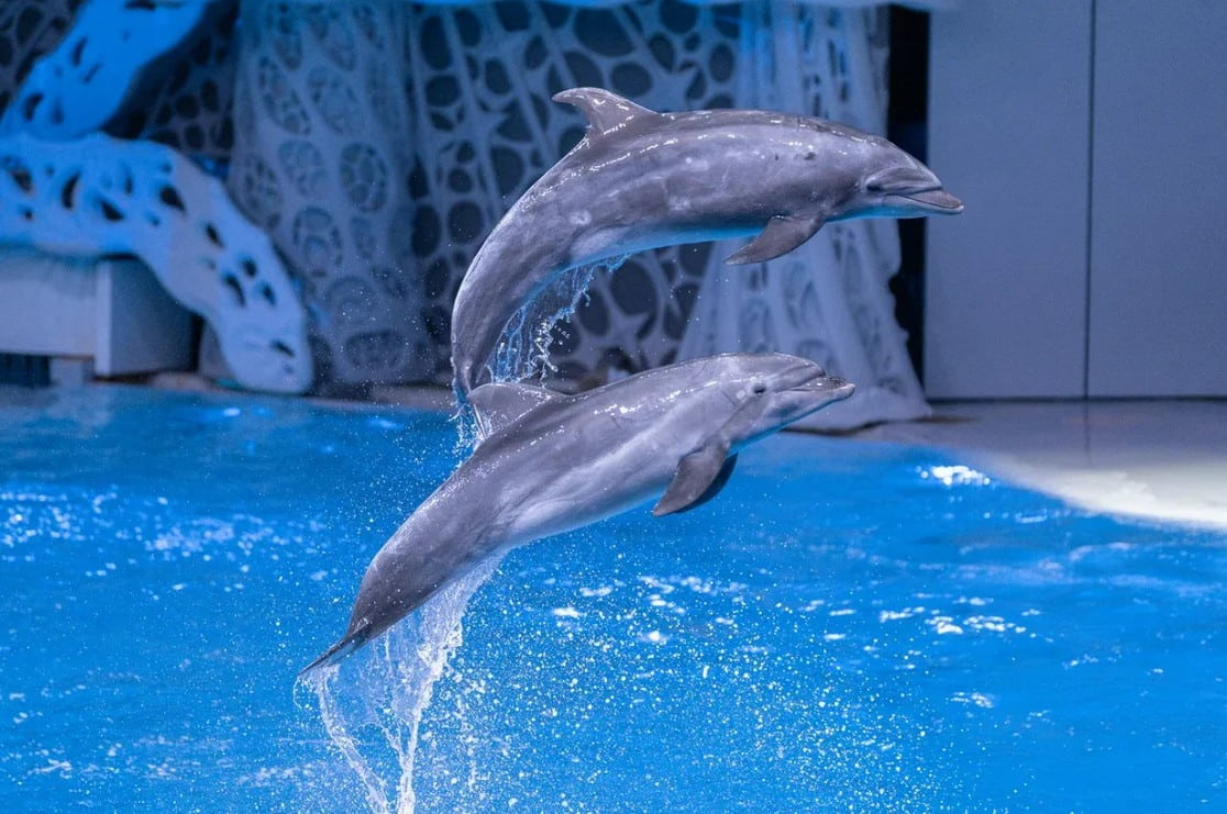 Плавание с дельфинами в Москвариуме