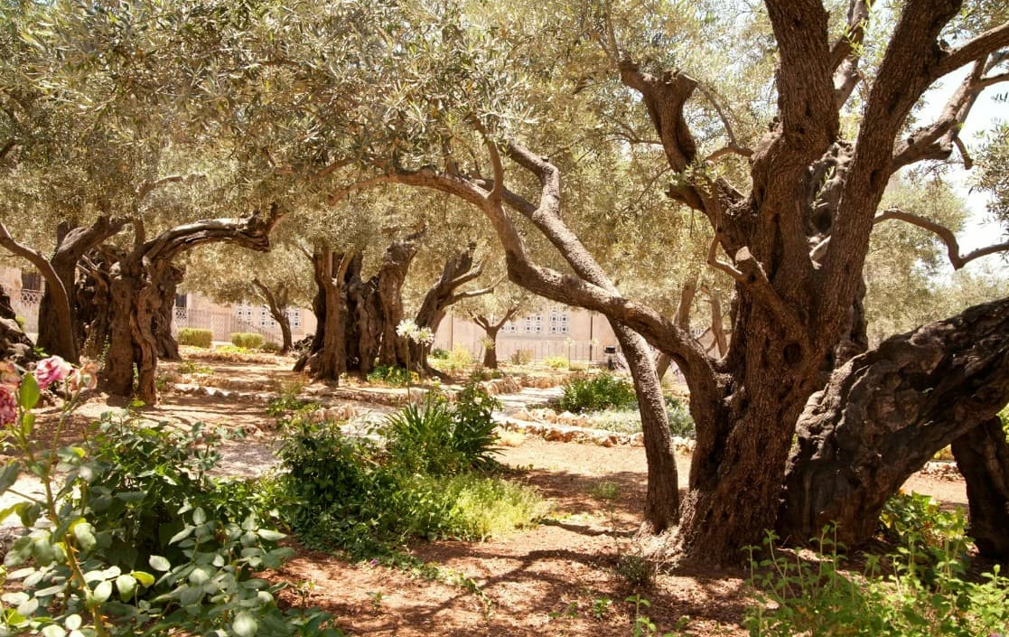 Новый Иерусалим Гефсиманский сад